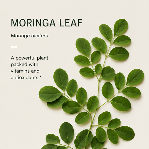 MORINGA LEAF