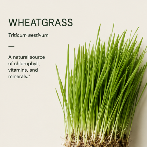 WHEATGRASS