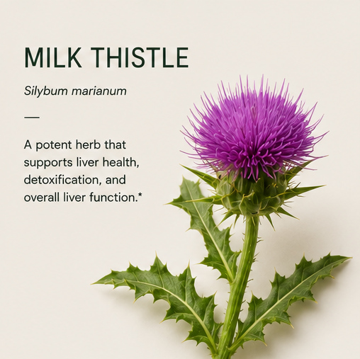 MILK THISTLE