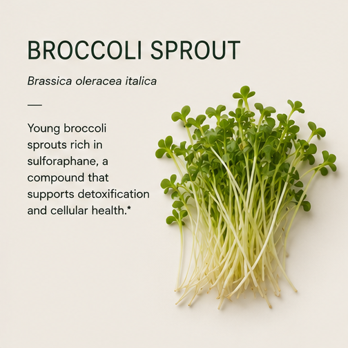 BROCCOLI SPROUT