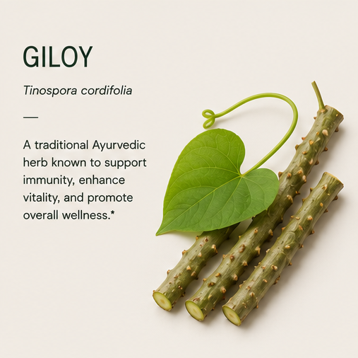 GILOY