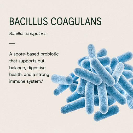 BACILLUS COAGULANS