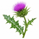 Milk Thistle Extract